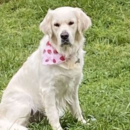 Golden Retrievers from Clems Goldens