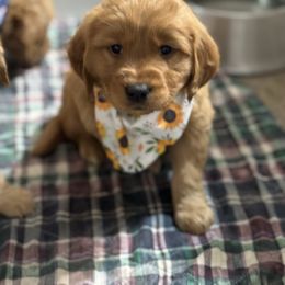 Relic - Golden male Golden Retriever puppy in Payette, Idaho from Stonewick Retrievers