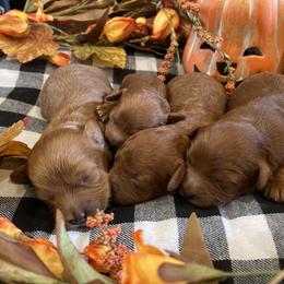 Cavalier King Charles Spaniel, Cavapoo, and Goldendoodle Puppies from Simply Sweet Paws. LLC