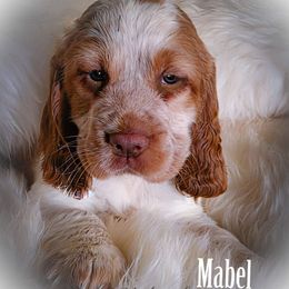 Girl 1 'Mabel' - Lemon and white female English Springer Spaniel puppy in Silverdale, Washington from TimberVale Springers