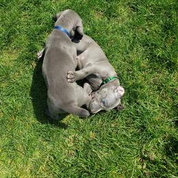 Weimaraner Puppies from Miller's Weimaraners