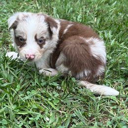 Striker - Red merle male Border Collie puppy in Cedartown, Georgia from Ferguson Border Collies