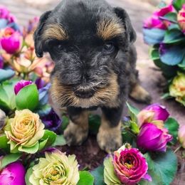 Katerina - Black and silver female Miniature Schnauzer puppy in Lexington, North Carolina from Schnauzer Snobs
