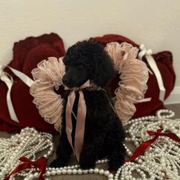 Princess Danity. - Black female Poodle puppy in Houston, Texas from The Standards