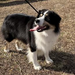 Roper - Miniature Australian Shepherd