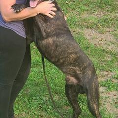 Belgian Malinois from Carla Stroud
