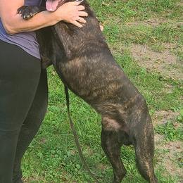 Belgian Malinois from Carla Stroud