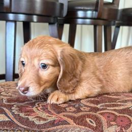 Kelly - Cream female Dachshund puppy in Commerce, Texas from Devoted Doxies Cream Dachshund
