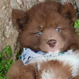 Boy 1 - Siberian Husky puppy in Adrian, Michigan from Greenlese Happy Huskies