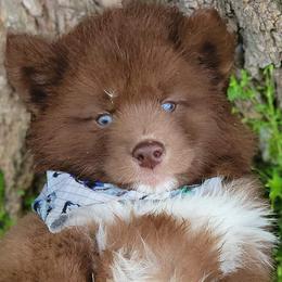 Boy 1 - Siberian Husky puppy in Adrian, Michigan from Greenlese Happy Huskies