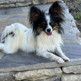 Jett - Papillon