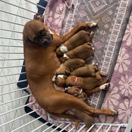 Boxer Puppies from Yuni’s AKC Boxers