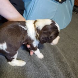 Boy 6 - English Springer Spaniel puppy in North Carolina from Morrow MountainSpringers