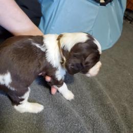 Boy 6 - English Springer Spaniel puppy in North Carolina from Morrow MountainSpringers