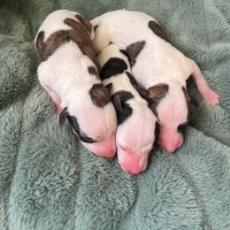 Whippet puppies from Ivanhoe Borzoi