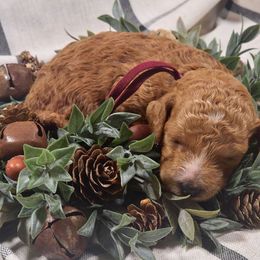 Annabelle - Red  female Poodle puppy in Statesboro, Georgia from Briar Creek Kennels