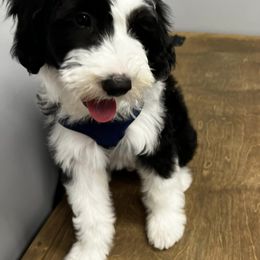 Sheepadoodle Puppies from Narrow Path Puppies