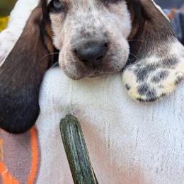 Basset Hound and Beagle Puppies from Orange Mountain Basset Hounds & Beagles
