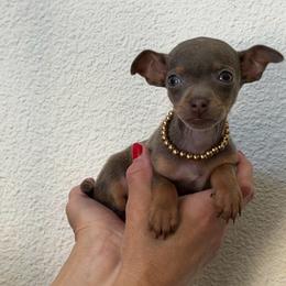 POCKET size Tiffany, 3,500 - Chocolate blue female Chihuahua puppy in Burleson, Texas from Tiny Diiamond Chihuahua