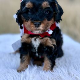 Milky Way - blue collar - Phantom male Bernedoodle puppy in Colorado Springs, Colorado from Mercy Mountain Bernedoodles