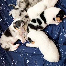 Collie puppies from Meissa Collies