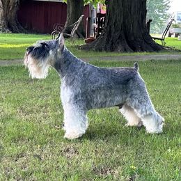 JJ - Miniature Schnauzer