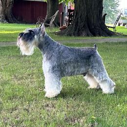 JJ - Miniature Schnauzer