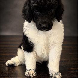 Jonny - Parti male Poodle puppy in Washington, Pennsylvania from Patriotic Poodles