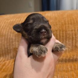 Iris - Liver female Miniature Schnauzer puppy in Graham, Washington from Olivia's Miniature Schnauzer's