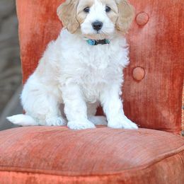 Australian Labradoodle Puppies from Lake Blue Australian Labradoodles