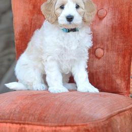 Australian Labradoodle Puppies from Lake Blue Australian Labradoodles