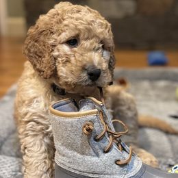 Toddy - Cream Labradoodle puppy in Woolwich, Maine from Dog Paw Doodles