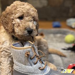 Toddy - Cream Labradoodle puppy in Woolwich, Maine from Dog Paw Doodles