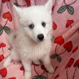 Boy 2 - White male Pomsky puppy in Bolton, Connecticut from Elle Pomsky
