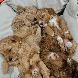Cavapoo Puppies from Cool Cavapoos