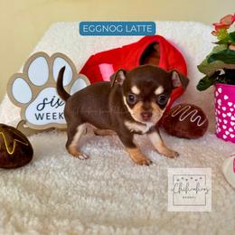 Eggnog Latte - Chocolate and tan female Chihuahua puppy in Woodstock, Georgia from iChihuahuas Kennel