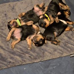 Girl 2 - Silver and tan female Silky Terrier puppy in City Of Orange, New Jersey from Fur-Ever Friends