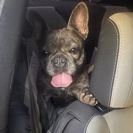 Nova - French Bulldog