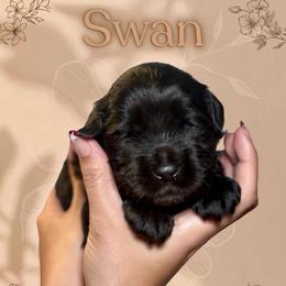 Swan - Sable male Goldendoodle puppy in Blanchard, Oklahoma from Dream Doodles by Dondi
