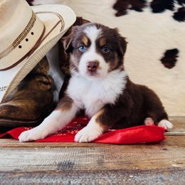 'Lady' - Red tri-color female Australian Shepherd puppy in Durand, Wisconsin from Larson’s Legacy Aussome Aussie Kennels