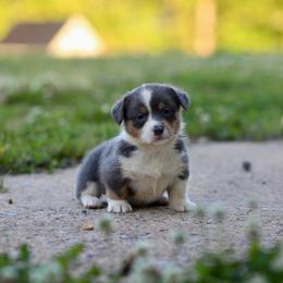 Girl 4 - Blue female Pembroke Welsh Corgi puppy in Ocala, Florida from Dolan Farms Corgis