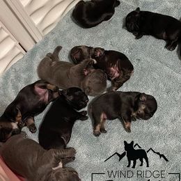 French Bulldog Puppies from Wind Ridge Frenchies