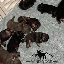 French Bulldog Puppies from Wind Ridge Frenchies