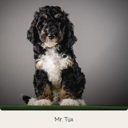 Tux - Phantom male Goldendoodle puppy in Caldwell, Idaho from Boise Doodle Co.