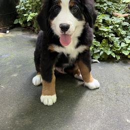 Airedale Terrier, Bernedoodle, and Bernese Mountain Dog Puppies from Beitzel Babies
