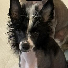 Sweet Cupid - Black and white male Chinese Crested puppy in Tomball, Texas from Gracieux Chinese Cresteds
