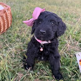 Darling - Black female Labradoodle puppy in Watertown, Tennessee from PawfectBud