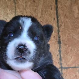 Girl 1 - Black and white female Siberian Husky puppy in Dover, Kentucky from Blevins Hill Top Huskies