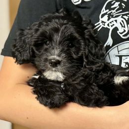 Coraline - Black and white female Sheepadoodle puppy in Thornville, Ohio from Four Front Doodles & Friends