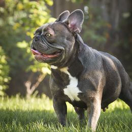 Lily - French Bulldog